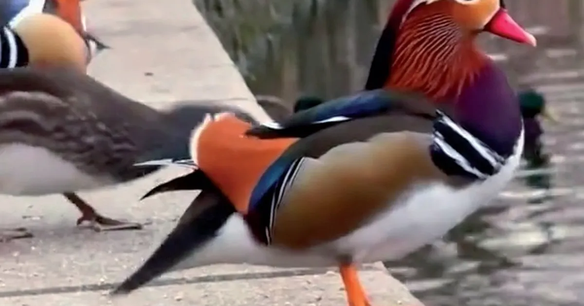 Качки всіх відтінків веселки.